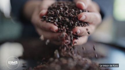 Martinique : elle ressuscite l'un des cacaos les plus chers